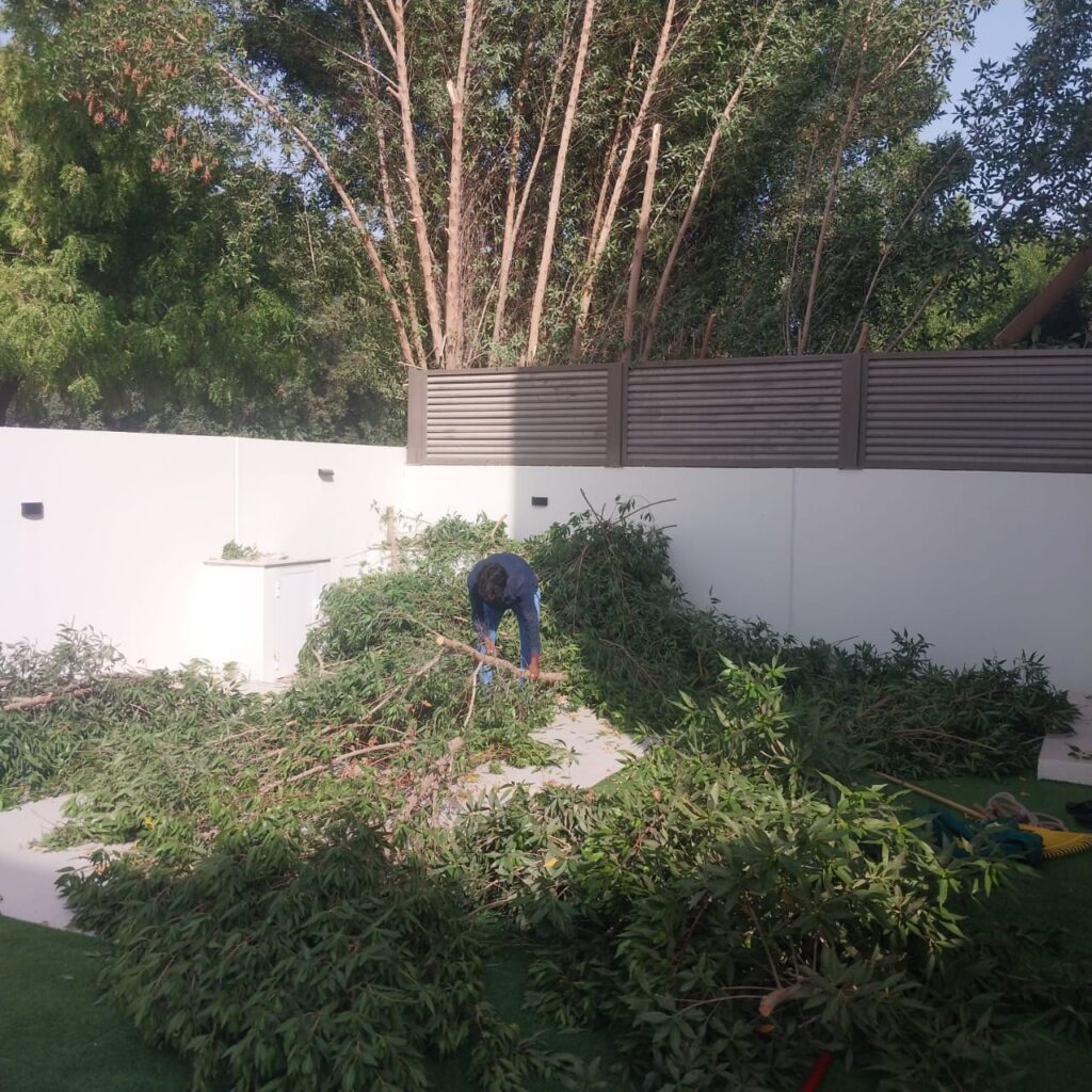 Tree Maintenance Abu Dhabi