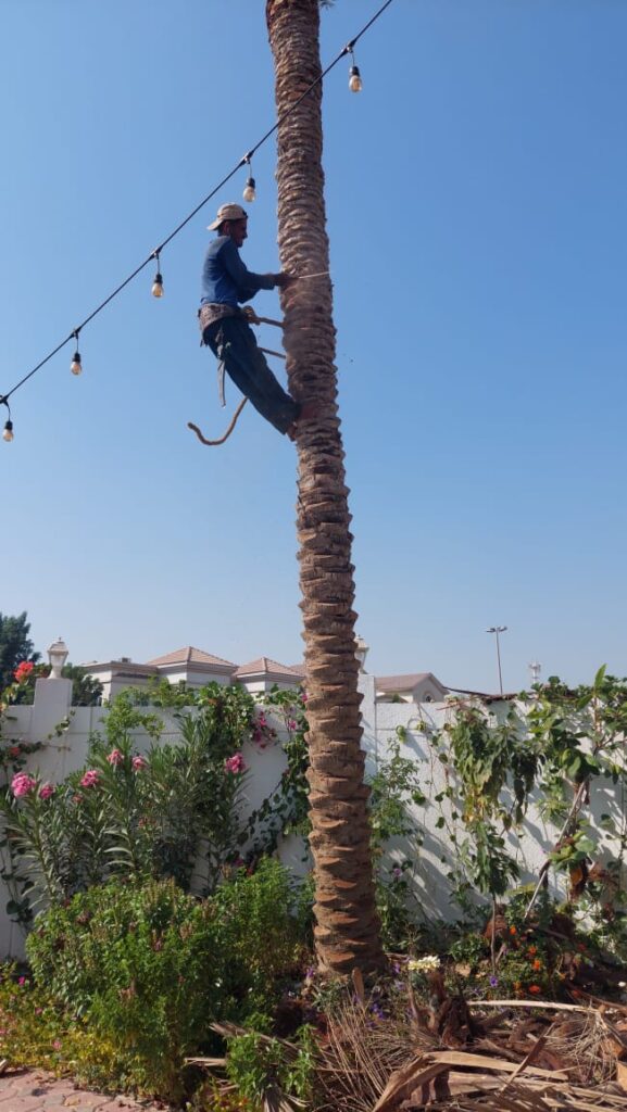 Tree Maintenance Abu Dhabi