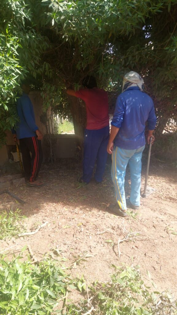 Tree Maintenance Abu Dhabi