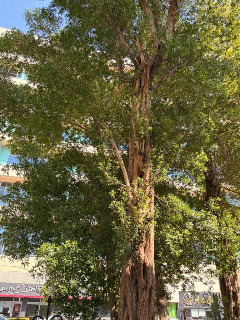 Tree and Shrub Care Abu Dhabi