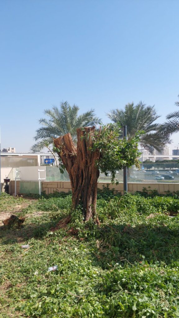 Garden Maintenance Company Abu Dhabi