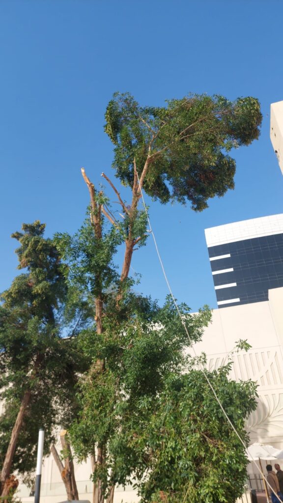 Tree and Shrub Care Abu Dhabi